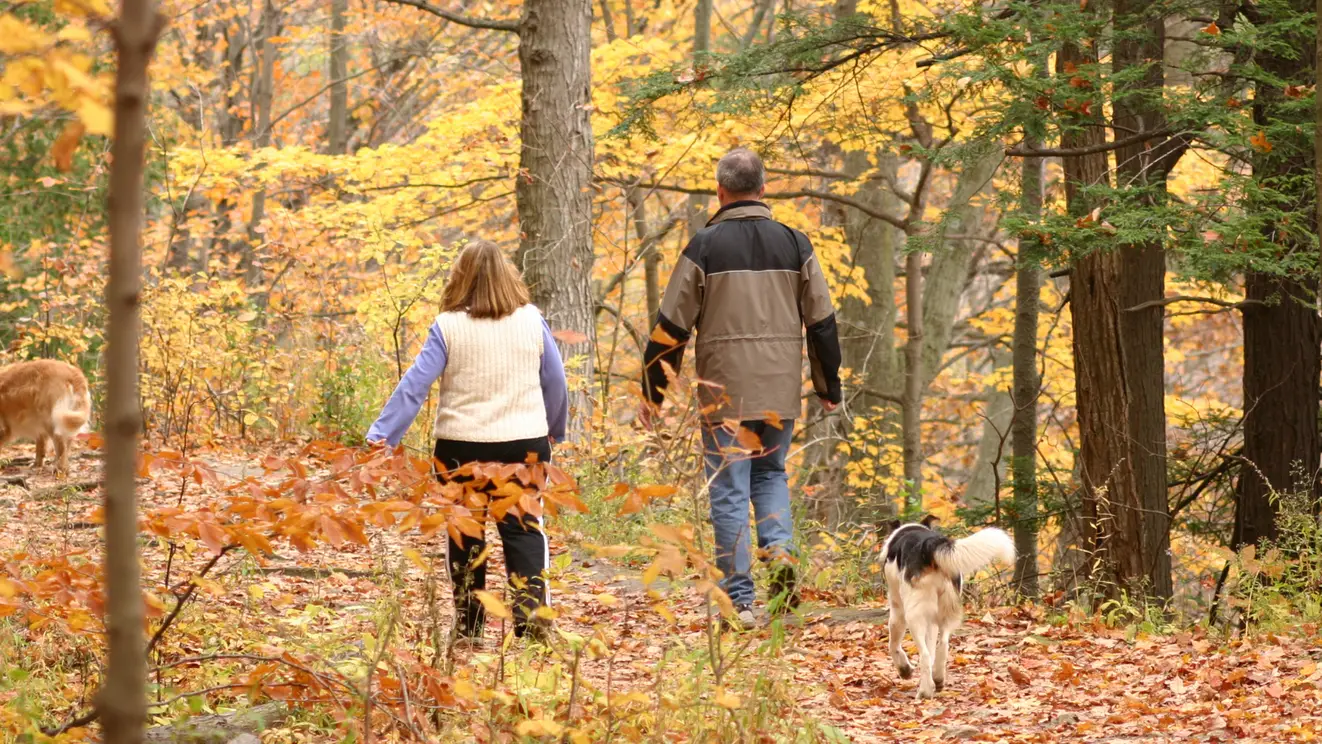 Twee honden wandelen los over een bospad in De Dennen op Texel in de herfst