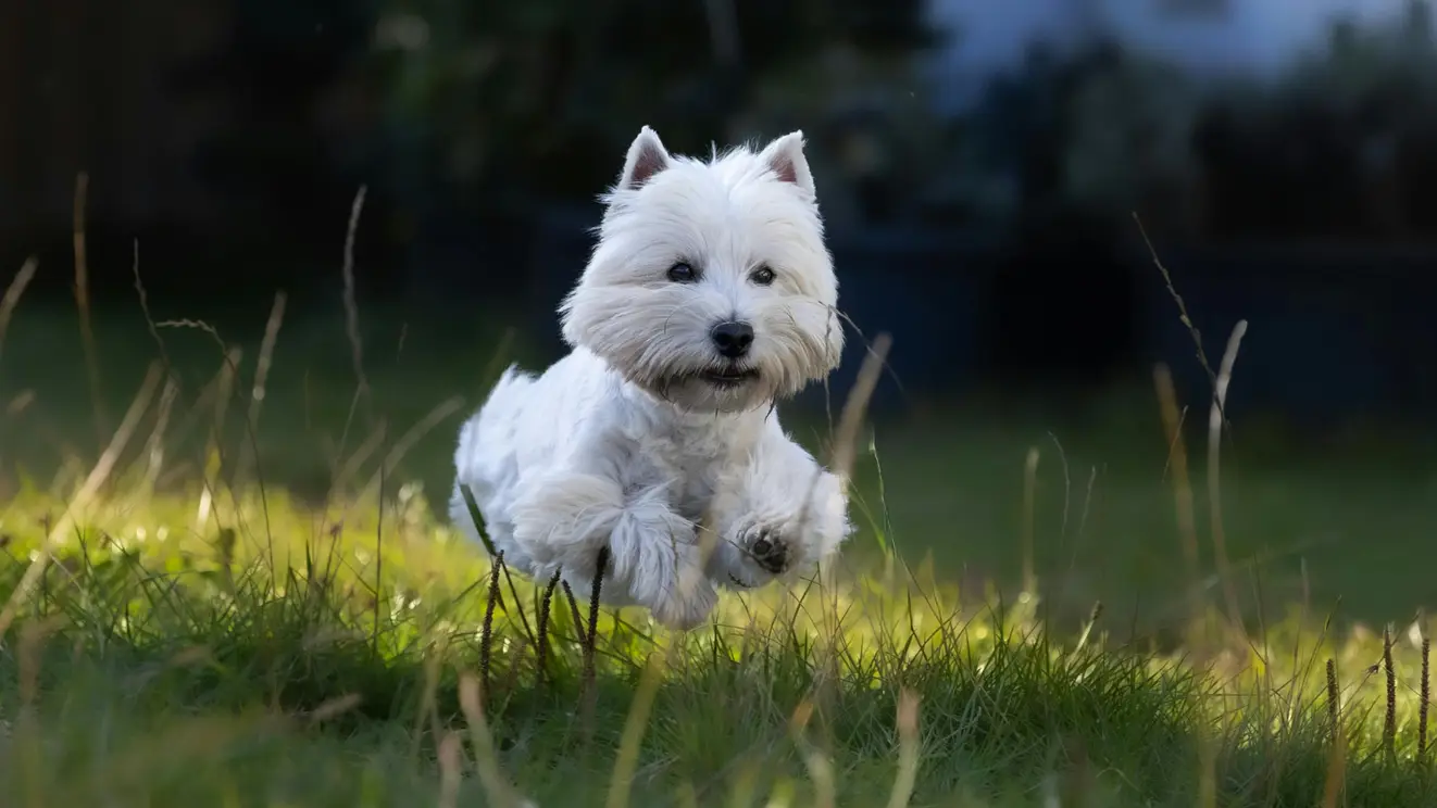 West highland white terrier rent los over het gras in de omheinde tuin van Villa 21 op Texel