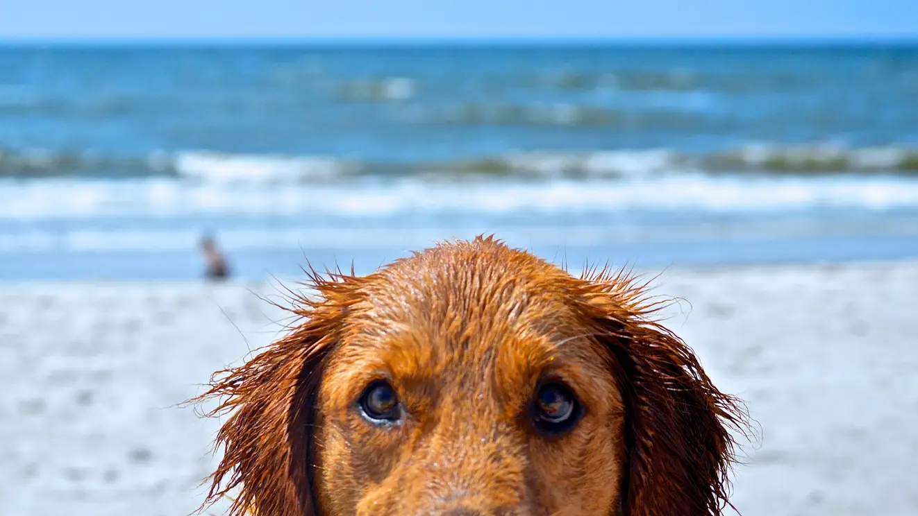 Met je hond naar Texel: waar mag hij los en waar niet?