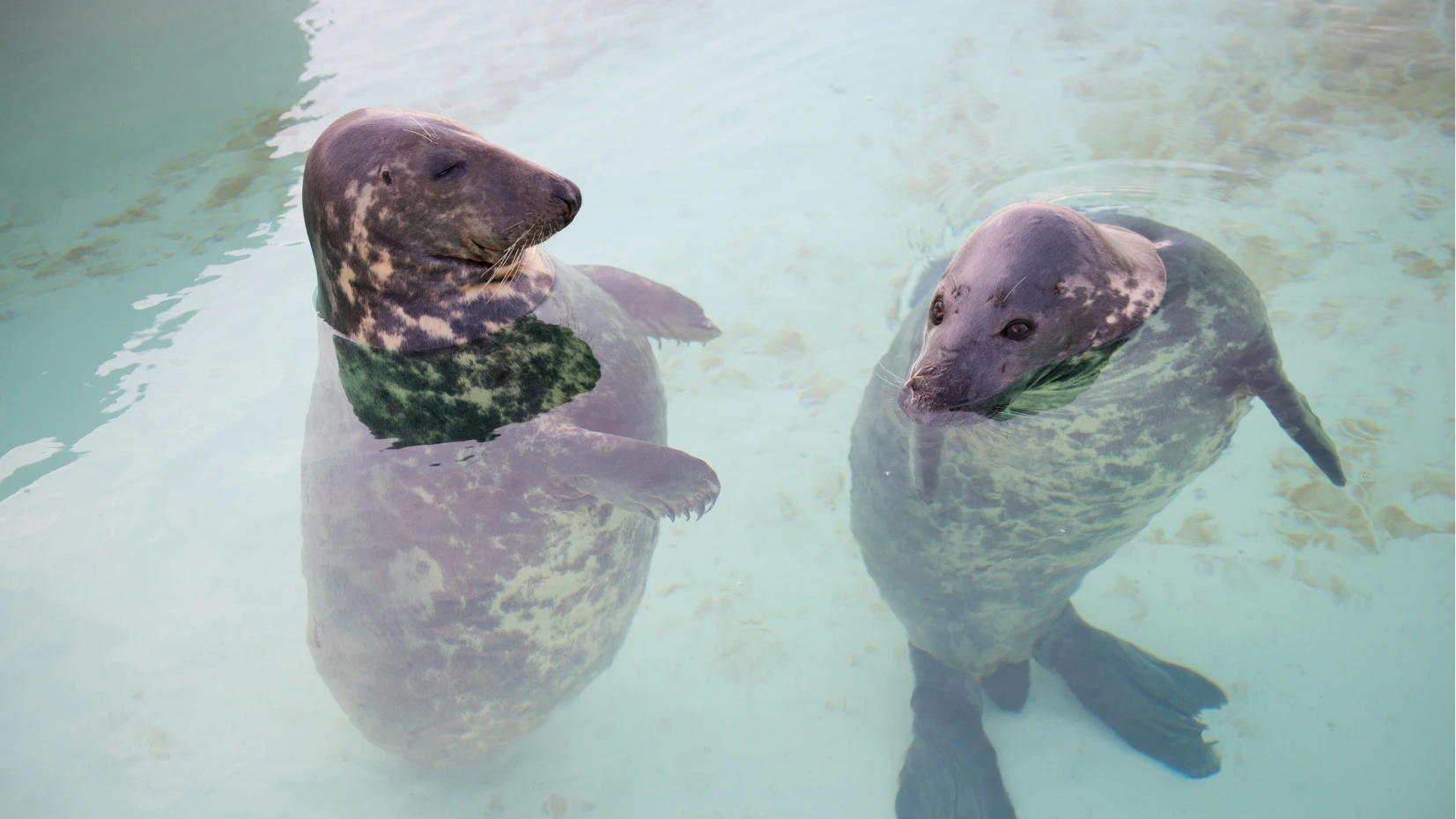 Twee zeehonden zwemmen in het bassin van Ecomare in De Koog op Texel op een regenachtige dag